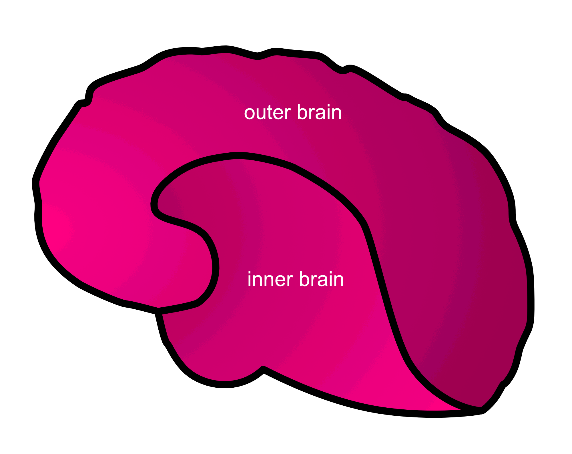 inner vs outer brain